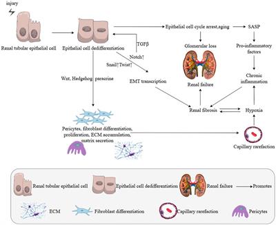 Advances in the study of key cells and signaling pathways in renal fibrosis and the interventional role of Chinese medicines